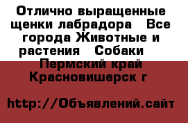 Отлично выращенные щенки лабрадора - Все города Животные и растения » Собаки   . Пермский край,Красновишерск г.